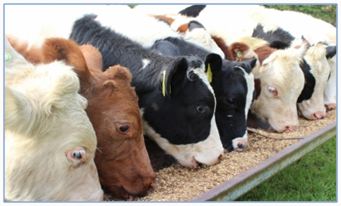 Animal Feed